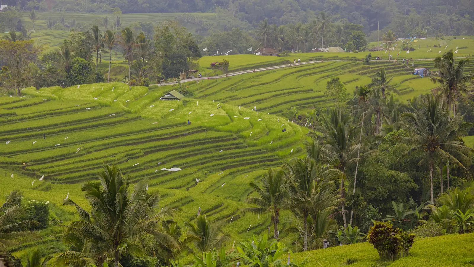 Terasering sawah Jatiluwih, Tabanan, Bali