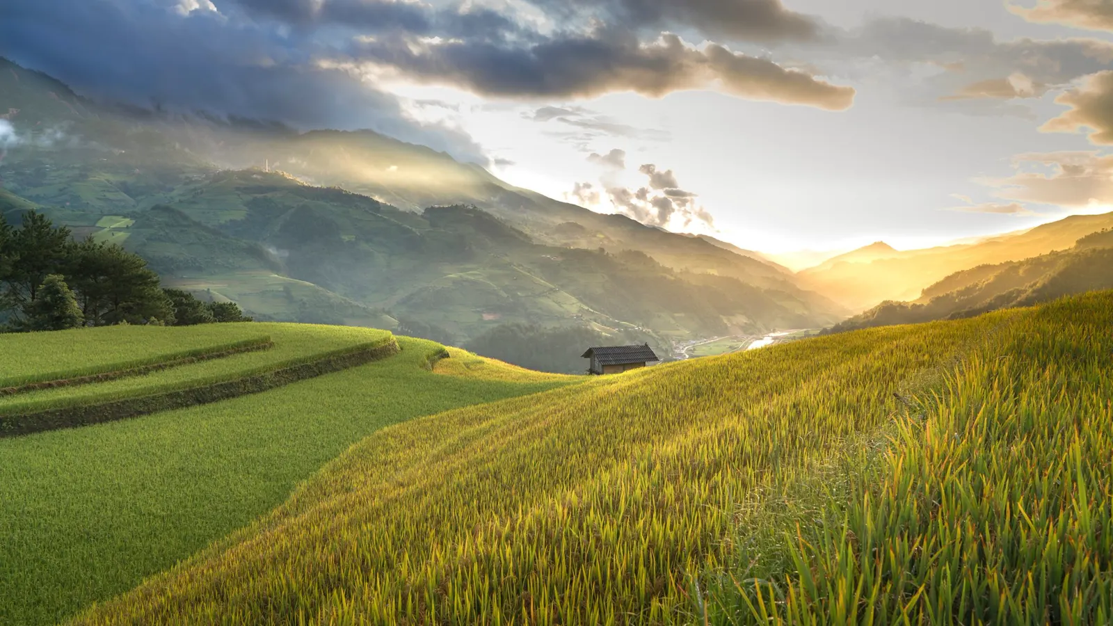 Sawah terasering Indonesia saat golden hour